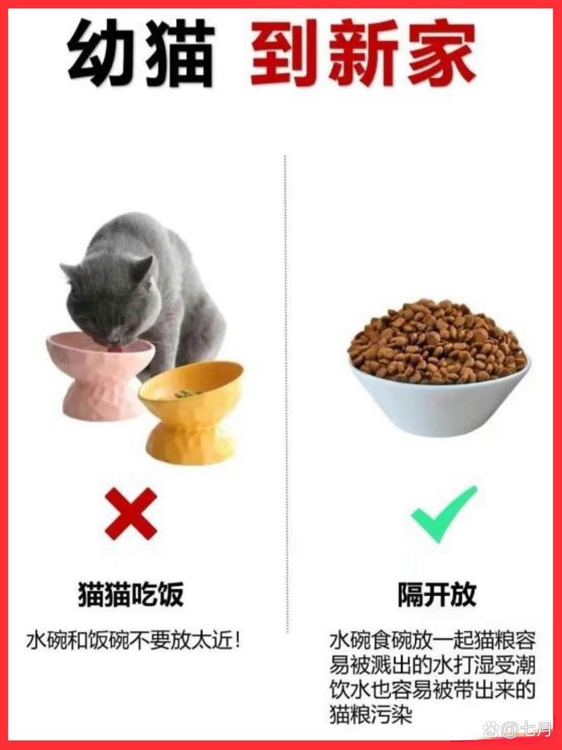 猫咪怀孕阶段，了解与呵护