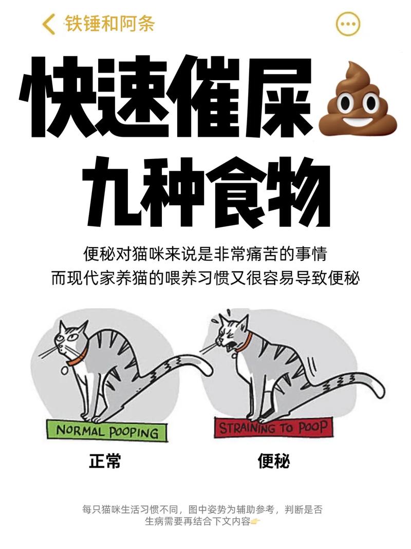 如何应对猫咪便秘问题