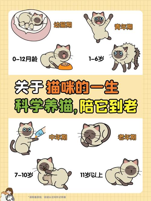 猫咪灌食量，了解科学喂养的重要性