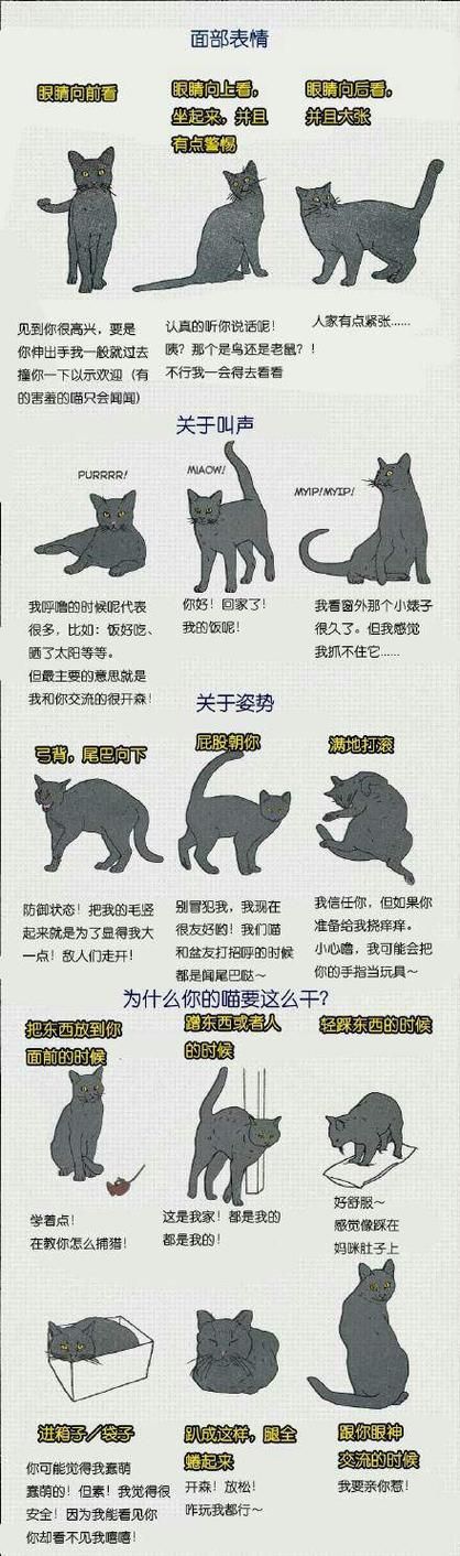 猫咪的声音，读懂它们的喜怒哀乐