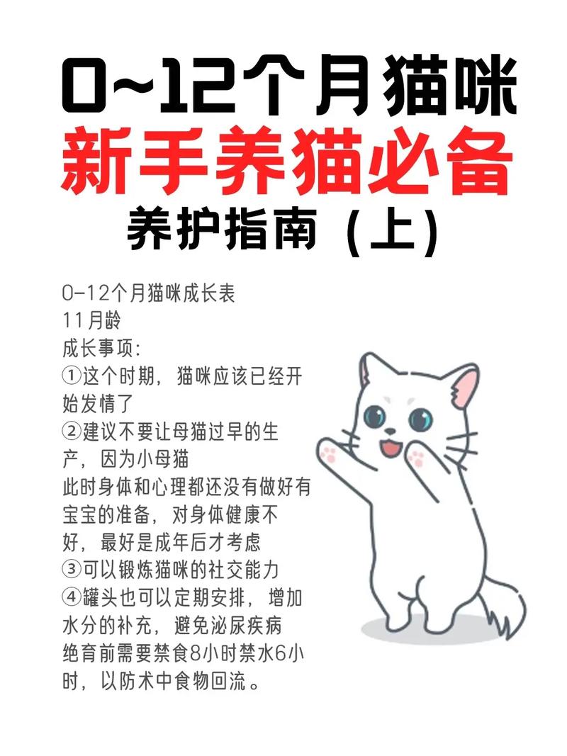 猫咪行为管理指南，建立和谐人宠关系