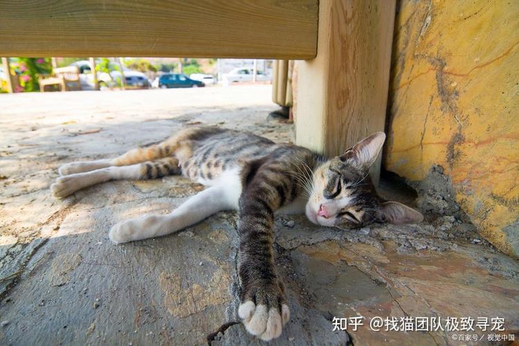 失踪的猫，一场寻找家的冒险