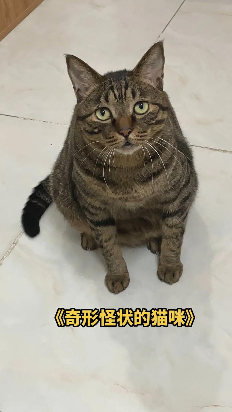 探索CFA猫咪证书的神秘面纱——权威认证与猫咪文化的完美融合