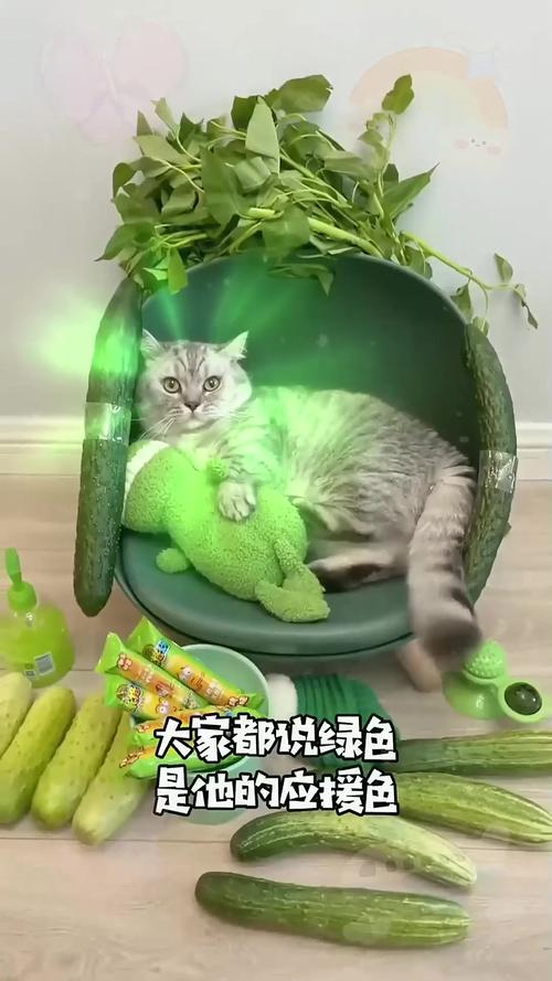 猫咪大便为何呈绿色且过硬？常见原因与护理方法