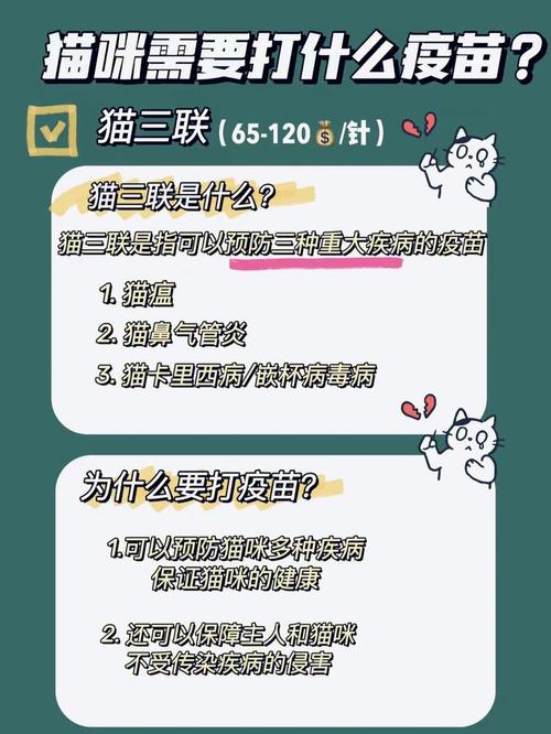 猫咪打疫苗，为健康加把安全锁