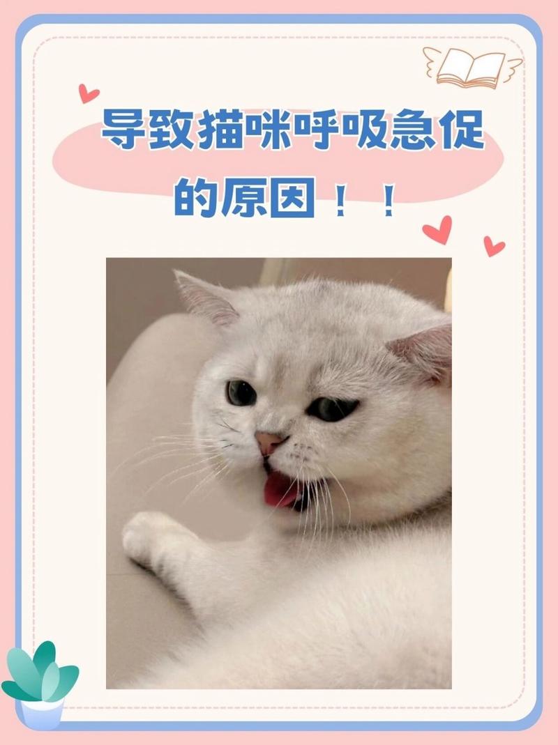 揭秘猫咪怀孕时的呼吸变化