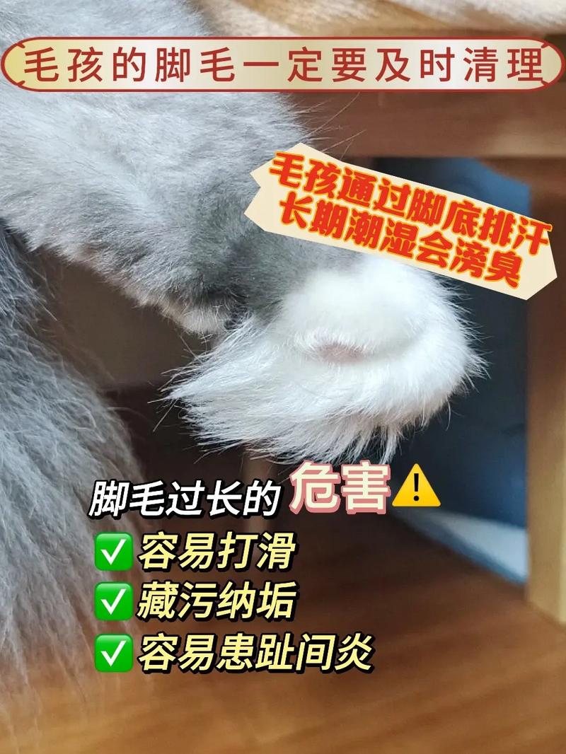 猫咪爪子干净吗？揭秘毛孩子清洁的秘密