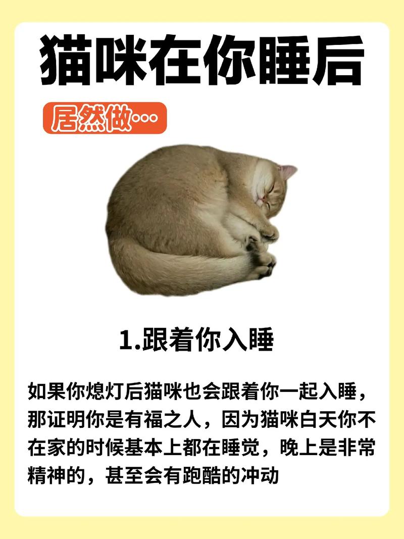 猫咪的午后时光，探索它们为何总是想睡觉的秘密