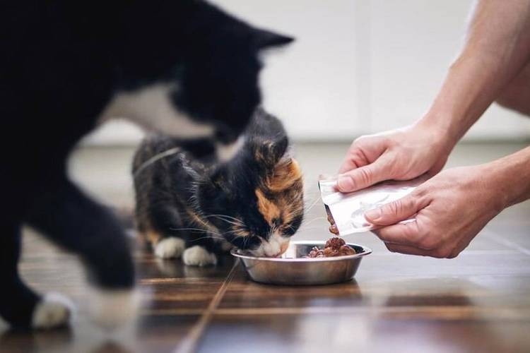 猫咪的味蕾偏好，探索它们爱吃的秘密