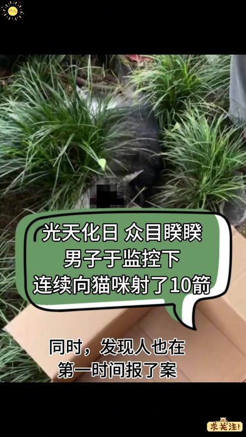 揭秘100元猫咪背后的真相与启示