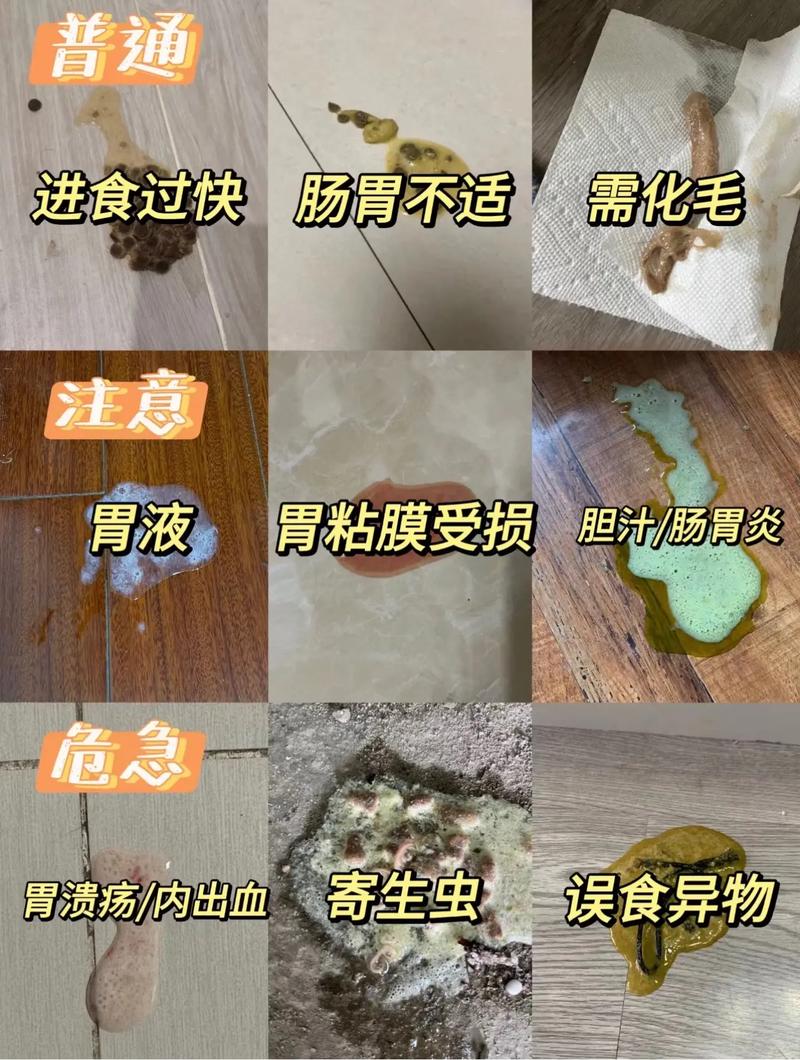 猫咪呕吐的那些事儿