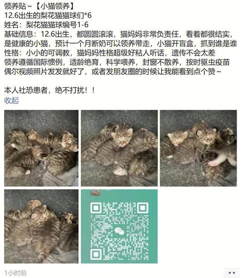 如何通过在线平台科学地领养猫咪