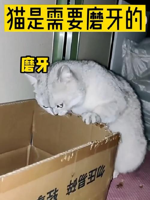 猫咪总是想磨牙，为什么它们需要磨牙？