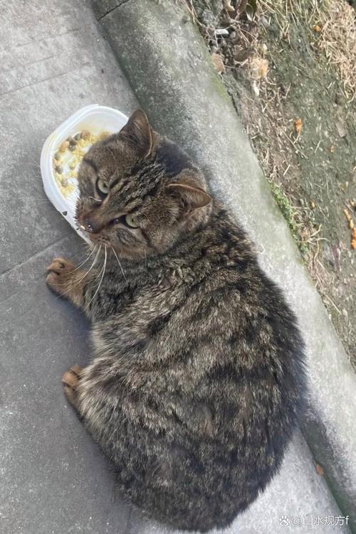 流浪猫咪的温暖回归，如何训练一只迷路的小生命