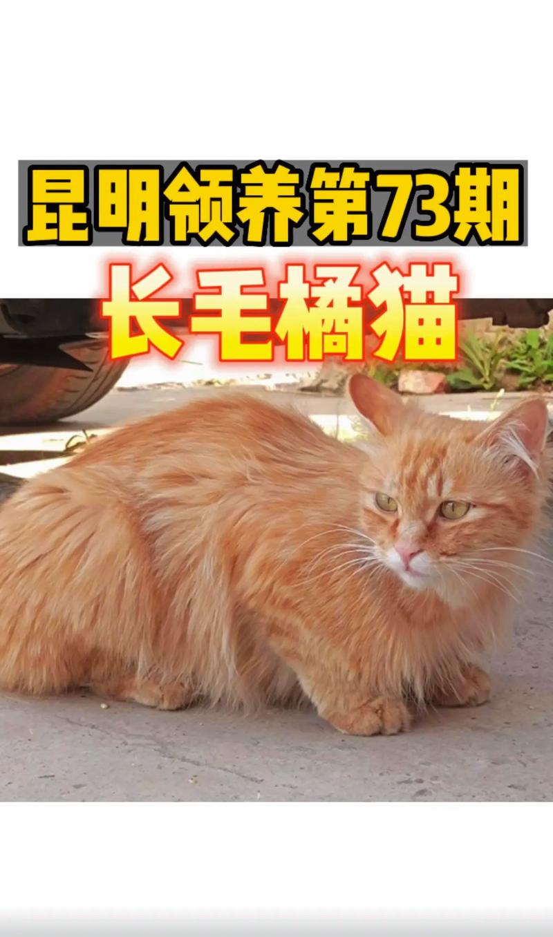 温馨家园，与小猫共度美好时光 —— 领养猫咪基地的故事