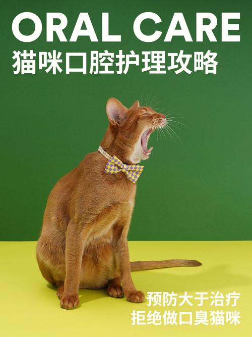 猫咪牙齿护理，呵护毛孩子健康的关键