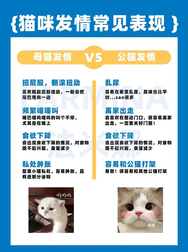 从幼猫到成猫，为什么早期养育很重要