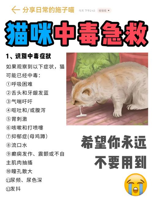 猫咪酸中毒，如何预防与急救