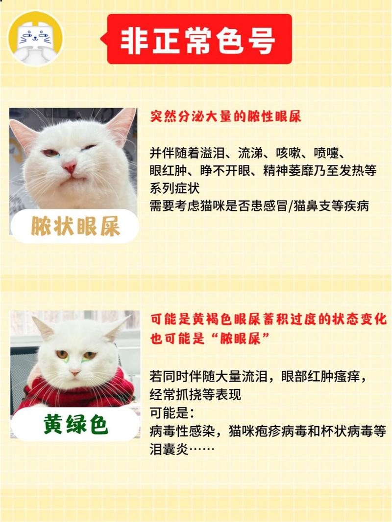 猫咪眼屎过多，你该知道的5个原因与护理方法