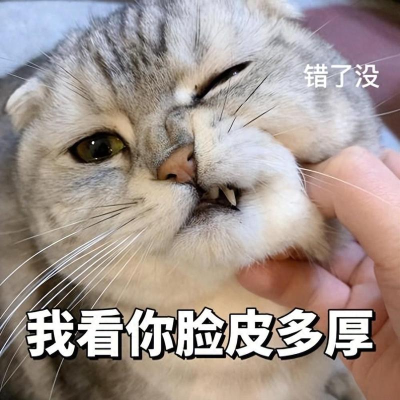 喵语中的智慧，猫咪模仿人类行为的艺术