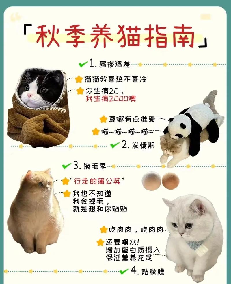 猫咪的魅力与责任，一份简明的饲养指南