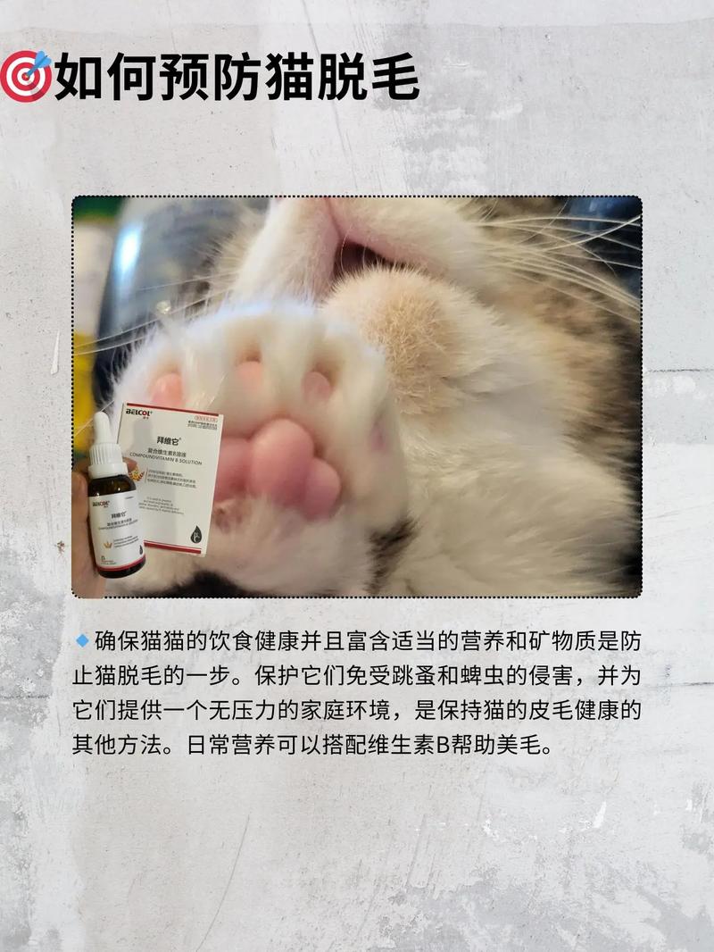 揭秘猫咪何时脱毛