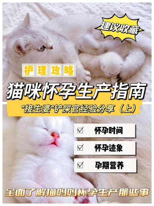 猫咪怀孕多久产仔？揭秘母猫孕育生命的秘密