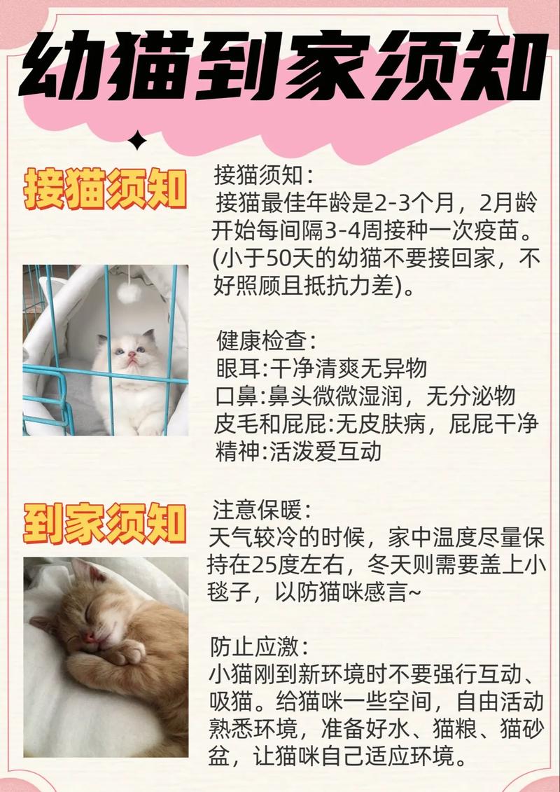 猫咪到家多久才能适应新环境？