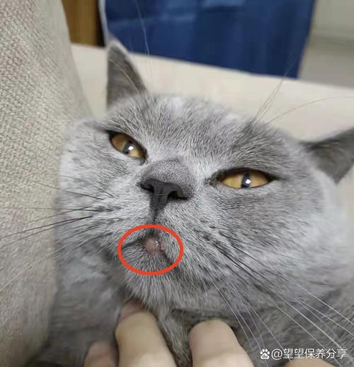 猫咪嘴巴肿的原因与应对策略