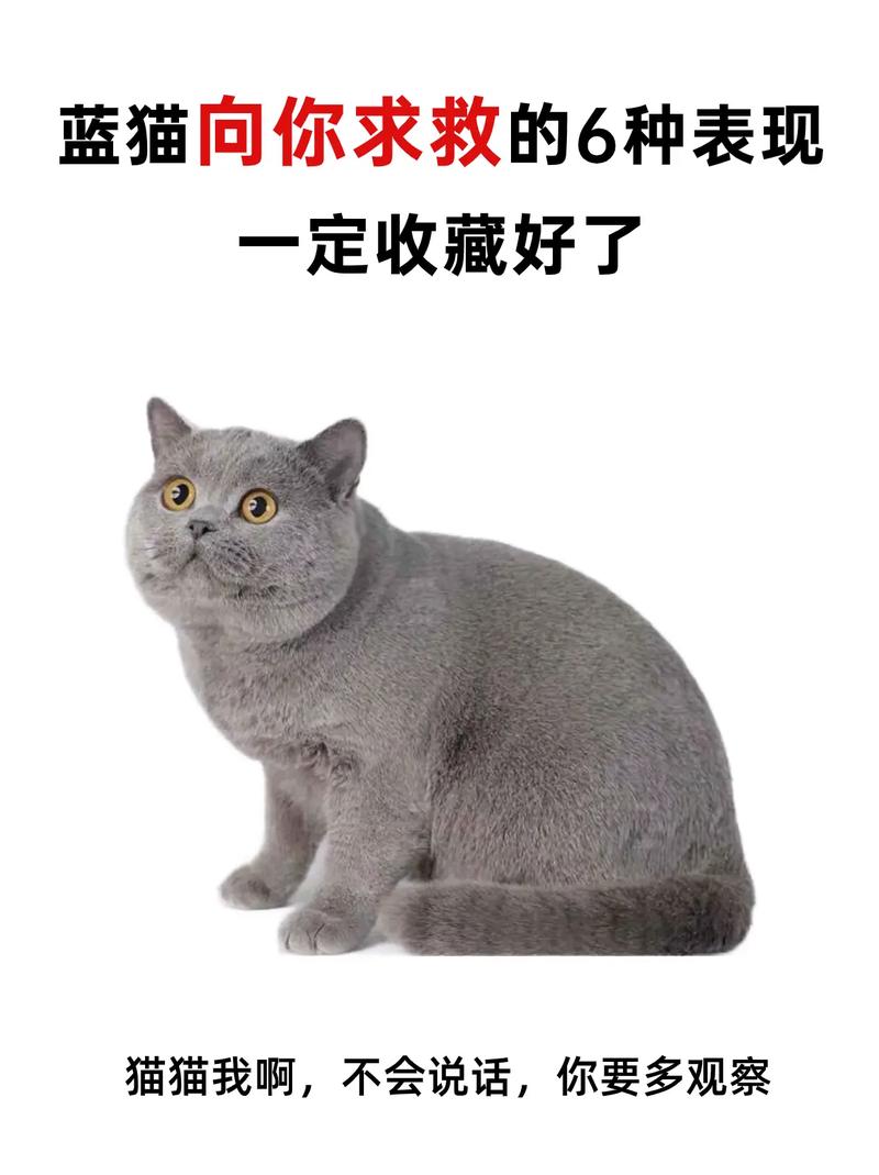 室内吸烟对猫咪的危害不容忽视