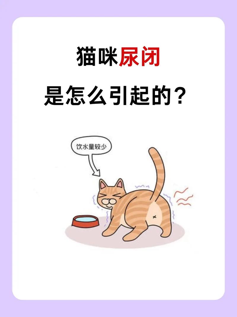 猫咪的小秘密，为什么它们会躺着小便失禁？