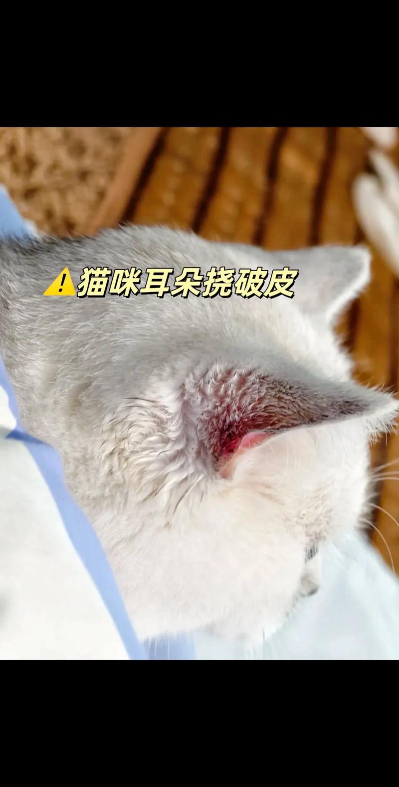 猫咪为什么总爱甩耳朵？揭秘神秘背后