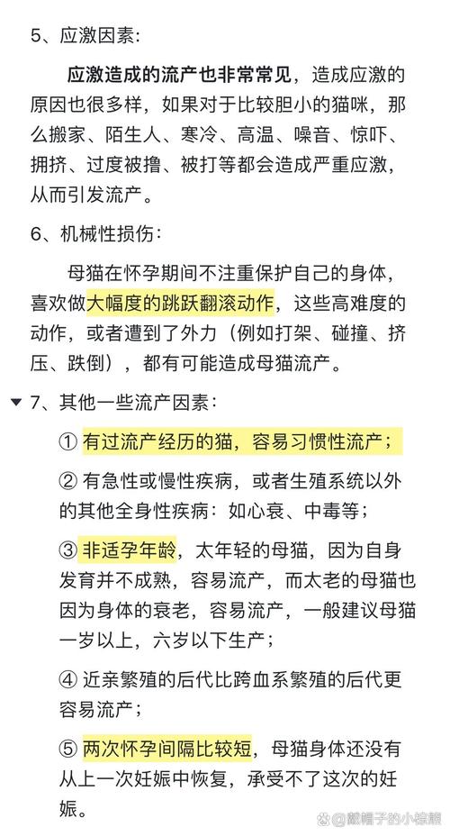 揭秘猫咪流产的三大原因及预防策略