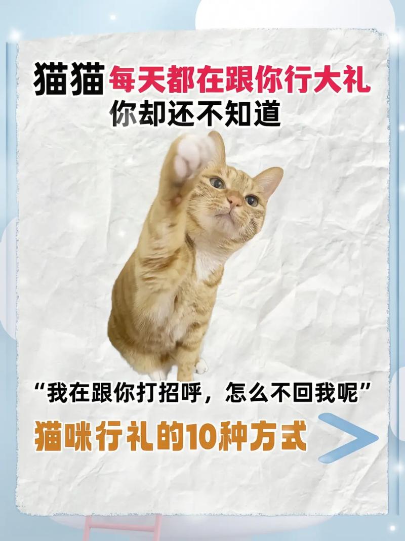 猫咪靠近，是否意味着你好？