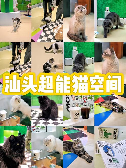 探索猫咪的尿失禁问题，预防与应对策略