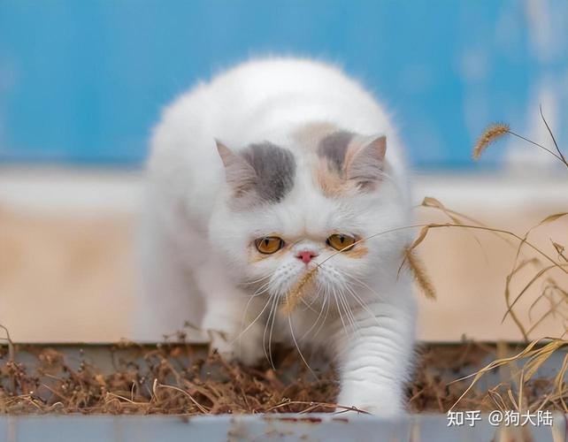 揭秘加菲猫的市场价值，一只喵星人的经济价值