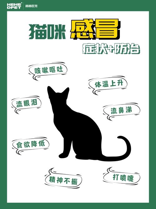 猫咪感冒时，为何氯霉素不是最佳选择？