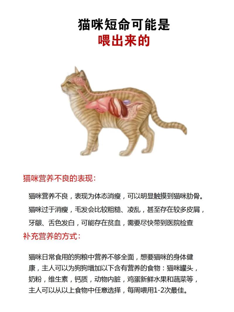 猫咪的饮食指南，不可不知的食物与禁忌