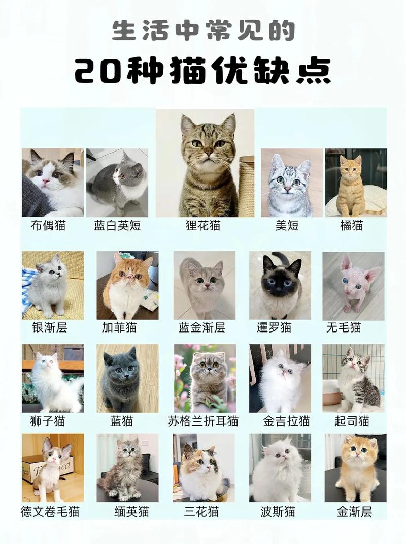 如何挑选一只颜值与性格并存的猫咪