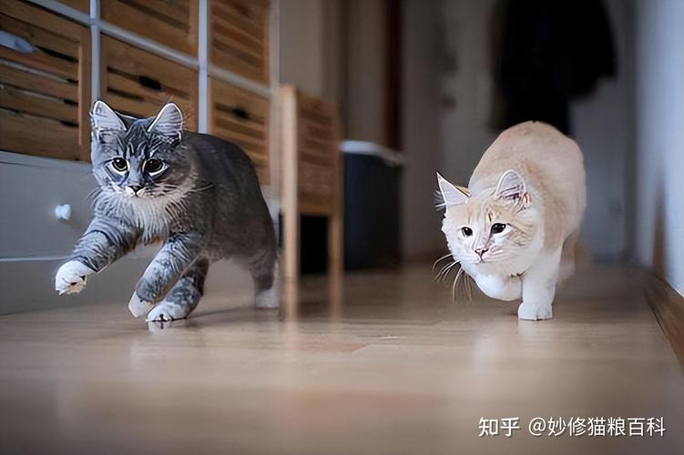 猫咪的疯狂冒险，从突然疯跑到温馨家庭