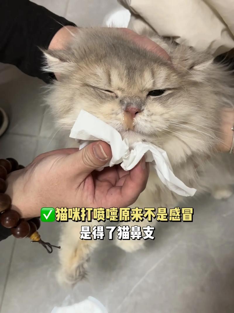 猫咪泪腺清洁小技巧，轻松为毛孩子去除眼屎