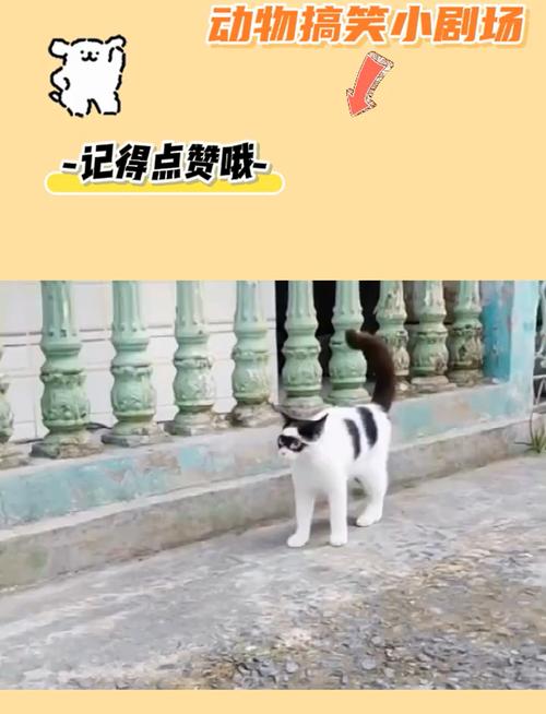 意外惊喜，猫咪突然前来拜访