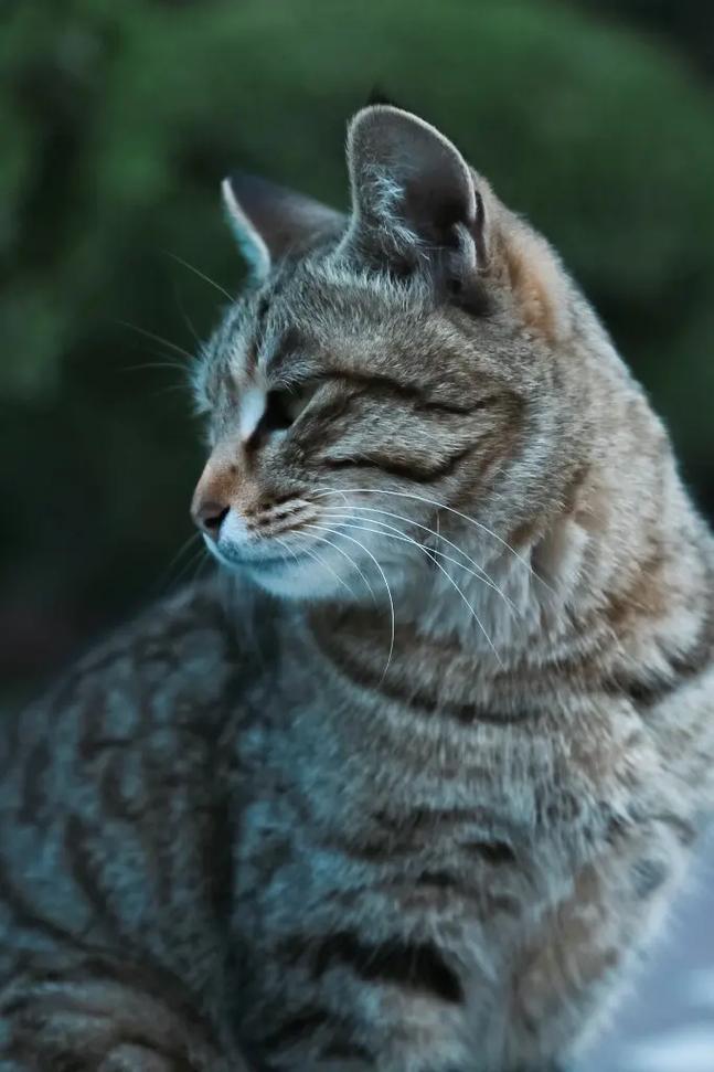 猫咪的柔软触感，为何它们如此温暖人心