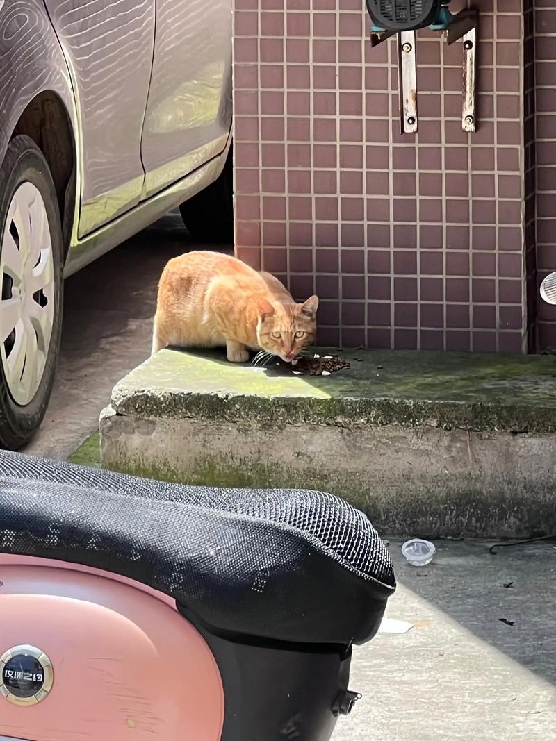 猫咪的温柔之尾，一场意外的骨折之旅