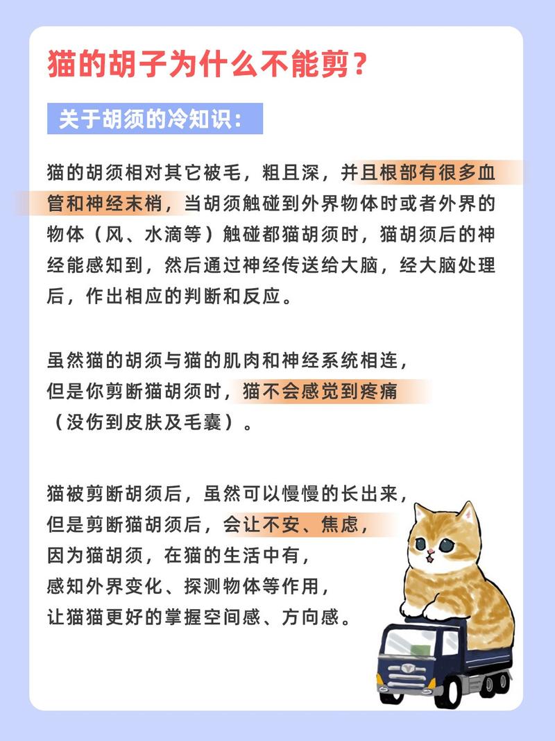 猫咪胡须垫，打造舒适生活空间的小妙招