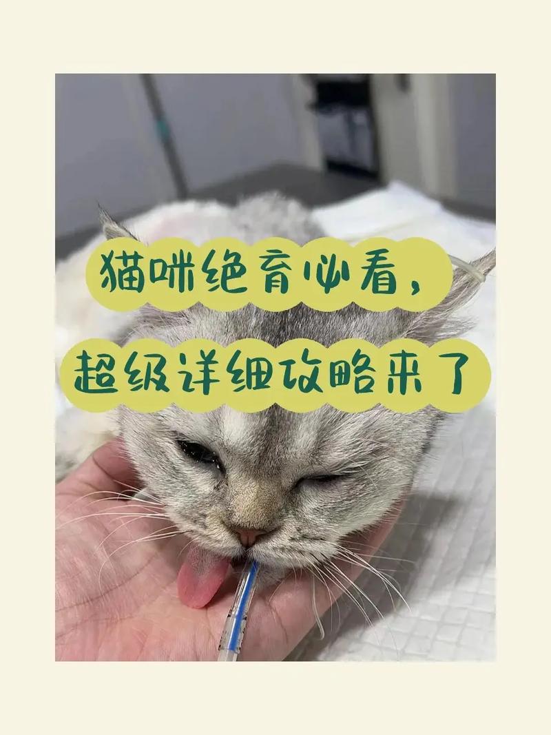 猫咪绝育后抑郁，如何为爱宠提供最佳关怀