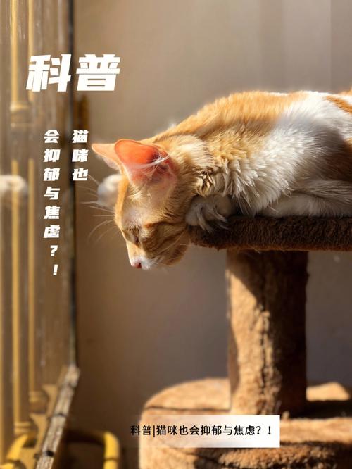 猫咪焦虑的深层原因及应对策略