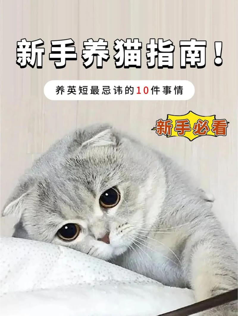 为爱宠猫提供全方位日常护理指南