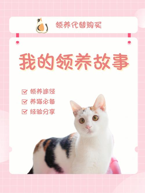 寻找温暖的家——猫咪领养指南