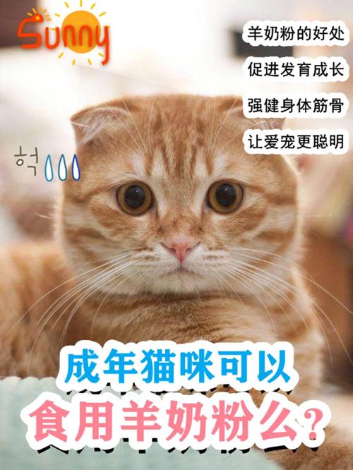 给爱宠妈咪爱——猫咪的健康成长之道